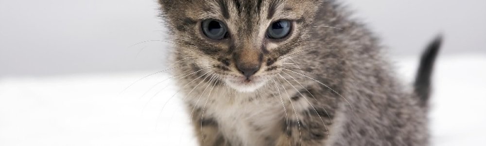 cat6