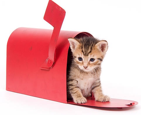 catMail